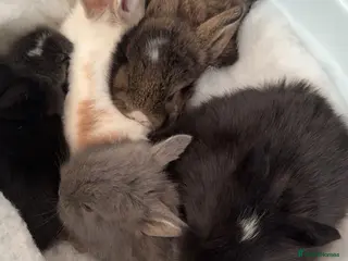 Lionhead rabbits Adorable 7-Week-Old Baby Bunnies for Sale - Advert 4