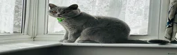 Scottish Fold cats for sale: BSH X Scottish fold - Advert 7