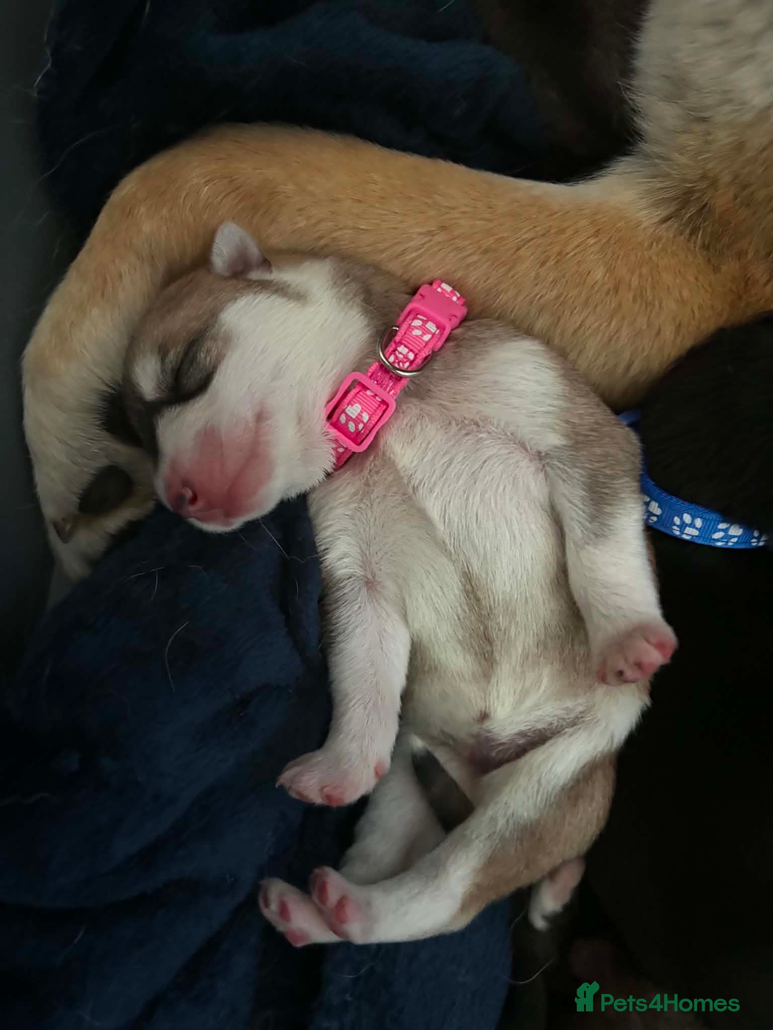 Shepsky dogs for sale: 7 beautiful shepskys in Kirkcaldy - Advert 10