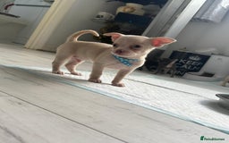 Chihuahua dogs for sale: Beautiful girl grey and black Chihuahua puppy - Image 15