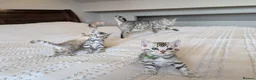 Bengal cats for sale: 🖤🩶🤍 Stunning Bengal Kittens 🤍🩶🖤 - Advert 3