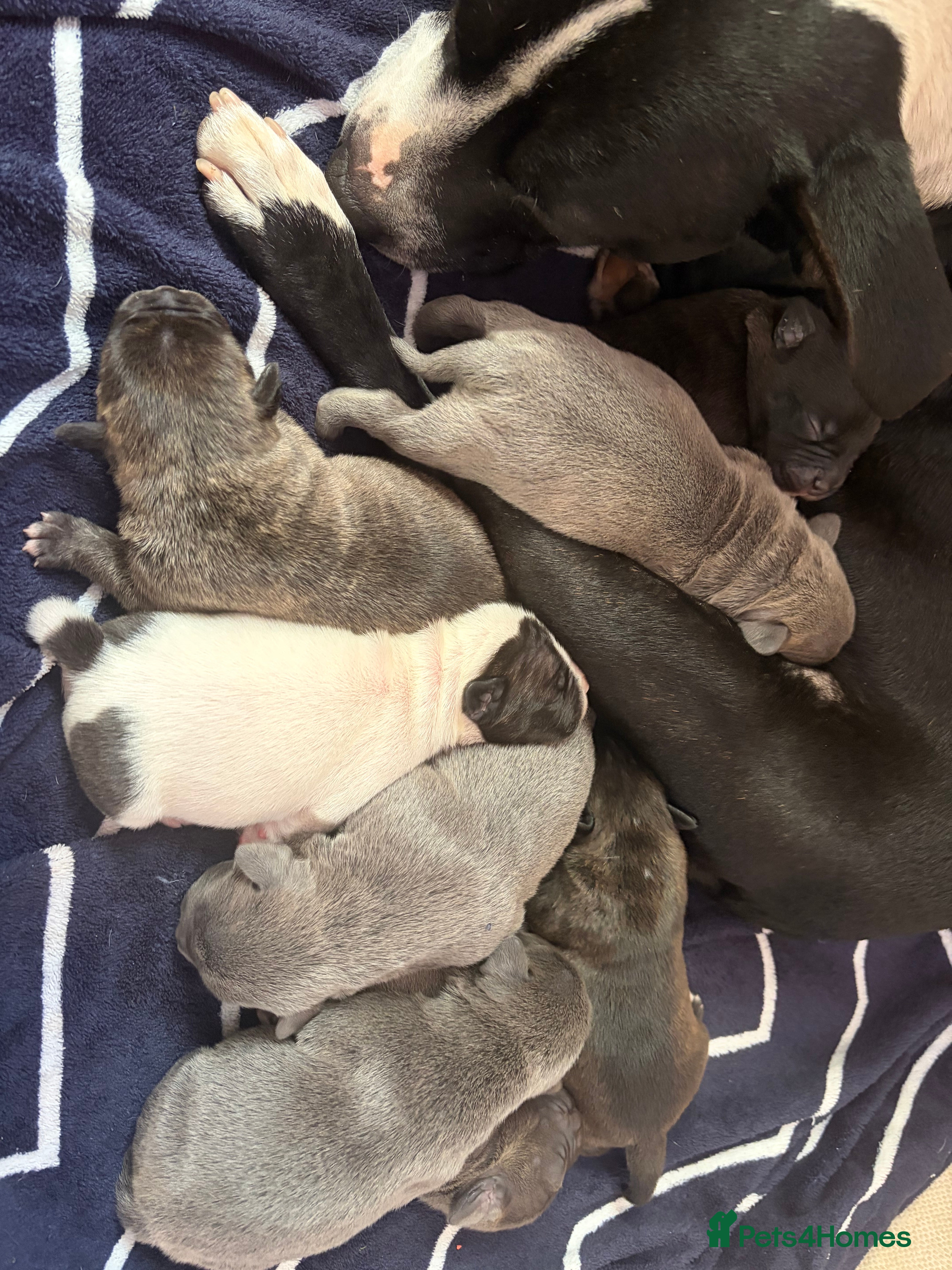Mixed Breed dogs Staffy mixed French bulldog puppies  - Advert 2