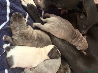 Mixed Breed dogs Staffy mixed French bulldog puppies - Advert 5