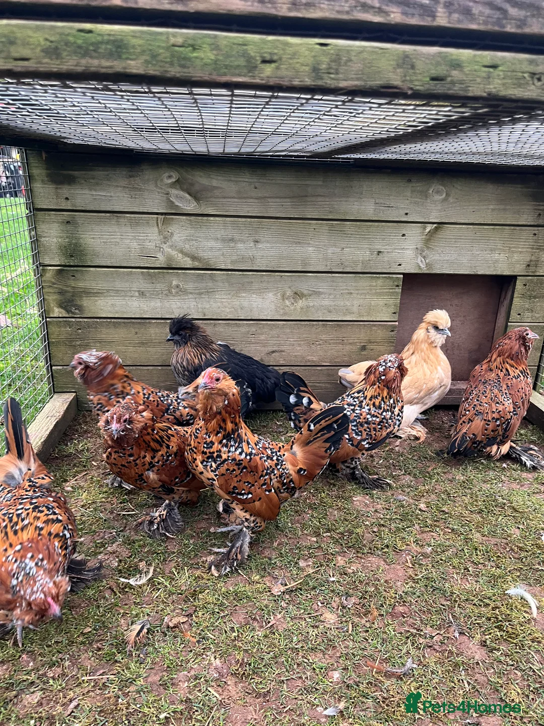 Chickens poultry for sale: Barba D’Uccle and pilkie (Pekin X Silkie) Bantams in Stourport-on-Severn - Advert 2