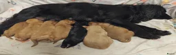 Cockapoo dogs for sale: Cockapoo puppies for sale south wales - Advert 9