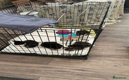 Domestic Shorthair cats for sale: Abandoned kittens and mother cat - Image 1