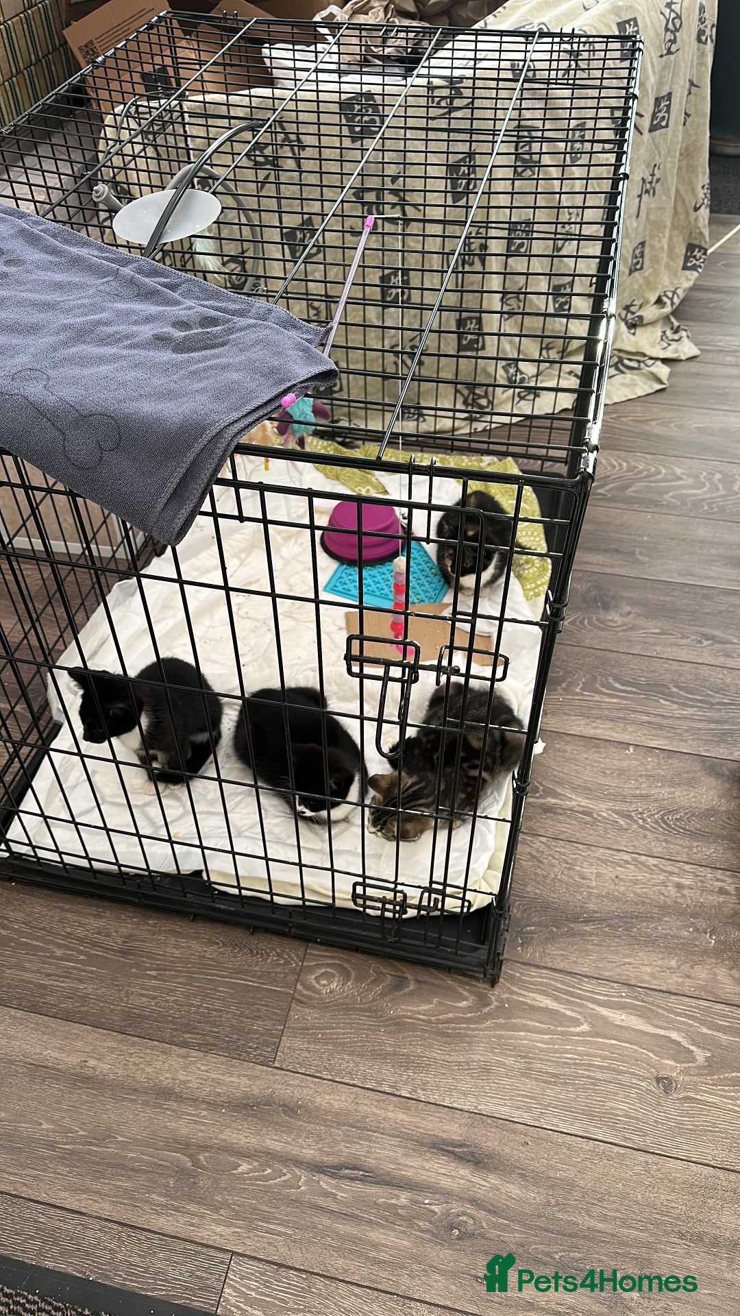 Domestic Shorthair cats for sale: Abandoned kittens and mother cat - Image 1