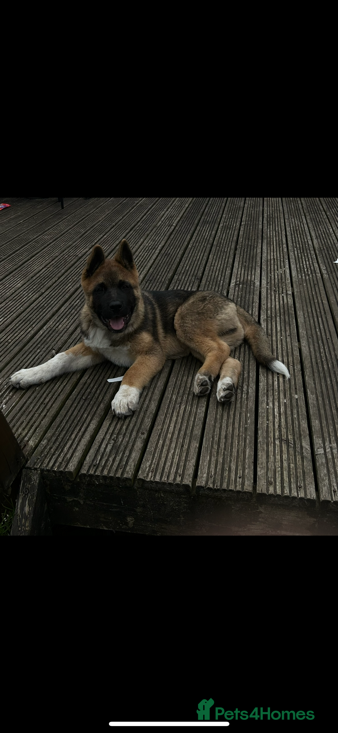 Akita dogs for sale: American Akita  - Advert 4