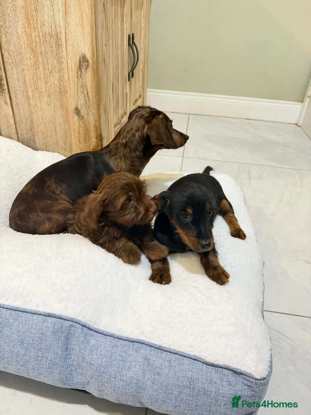 Dachshund dogs for sale: 6 dachshund puppies for sale   - Advert 3