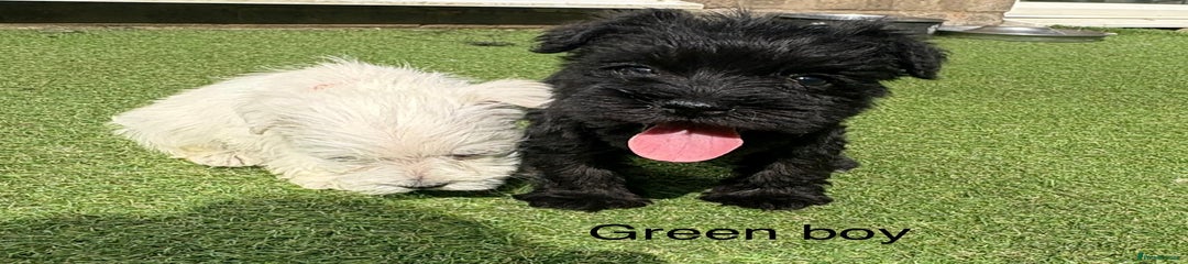 Schnoodle Puppy 2
