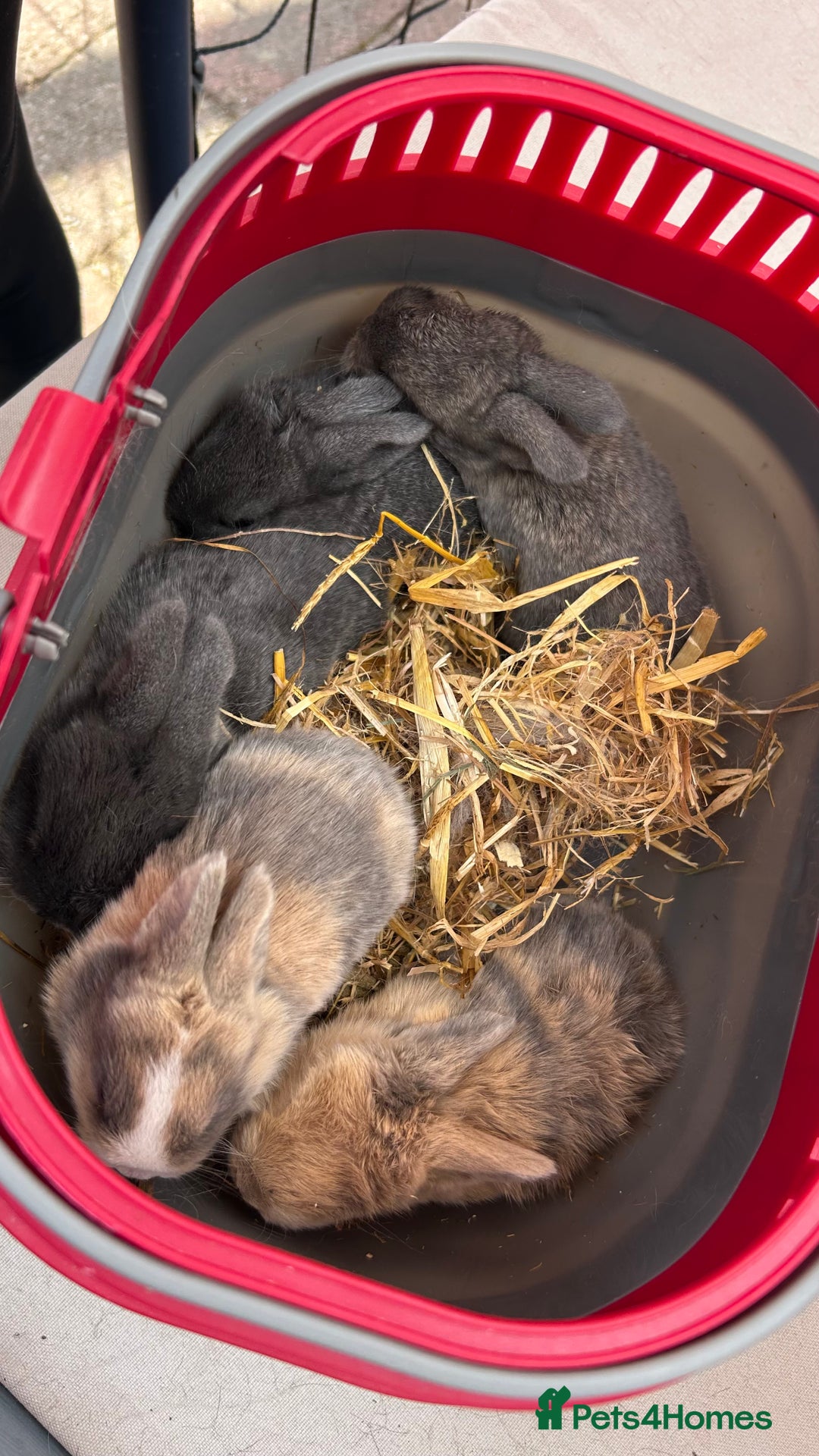 Mini Lop rabbits for sale: Pure bred mini lop x1 remaining  - Image 2