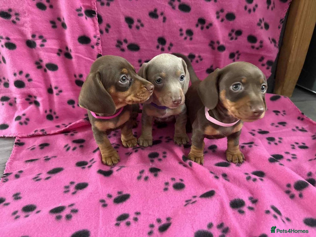Miniature Dachshund dogs for sale: ADORABLE MINIATURE DACHSHUND PUPPIES  - Image 4