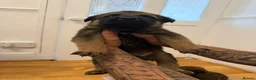 Mixed Breed dogs for sale: Loving Puppies Ready to Leave Soon in Stoke-on-Trent - Advert 3