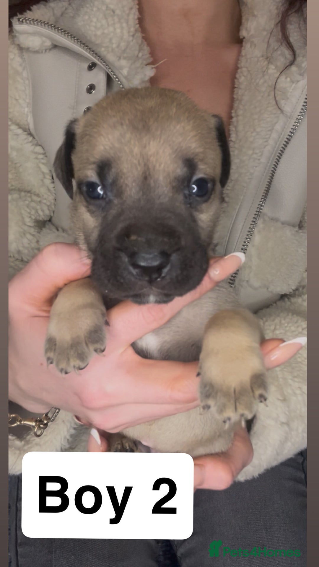 Mixed Breed dogs for sale: Mastiff puppies - Image 2