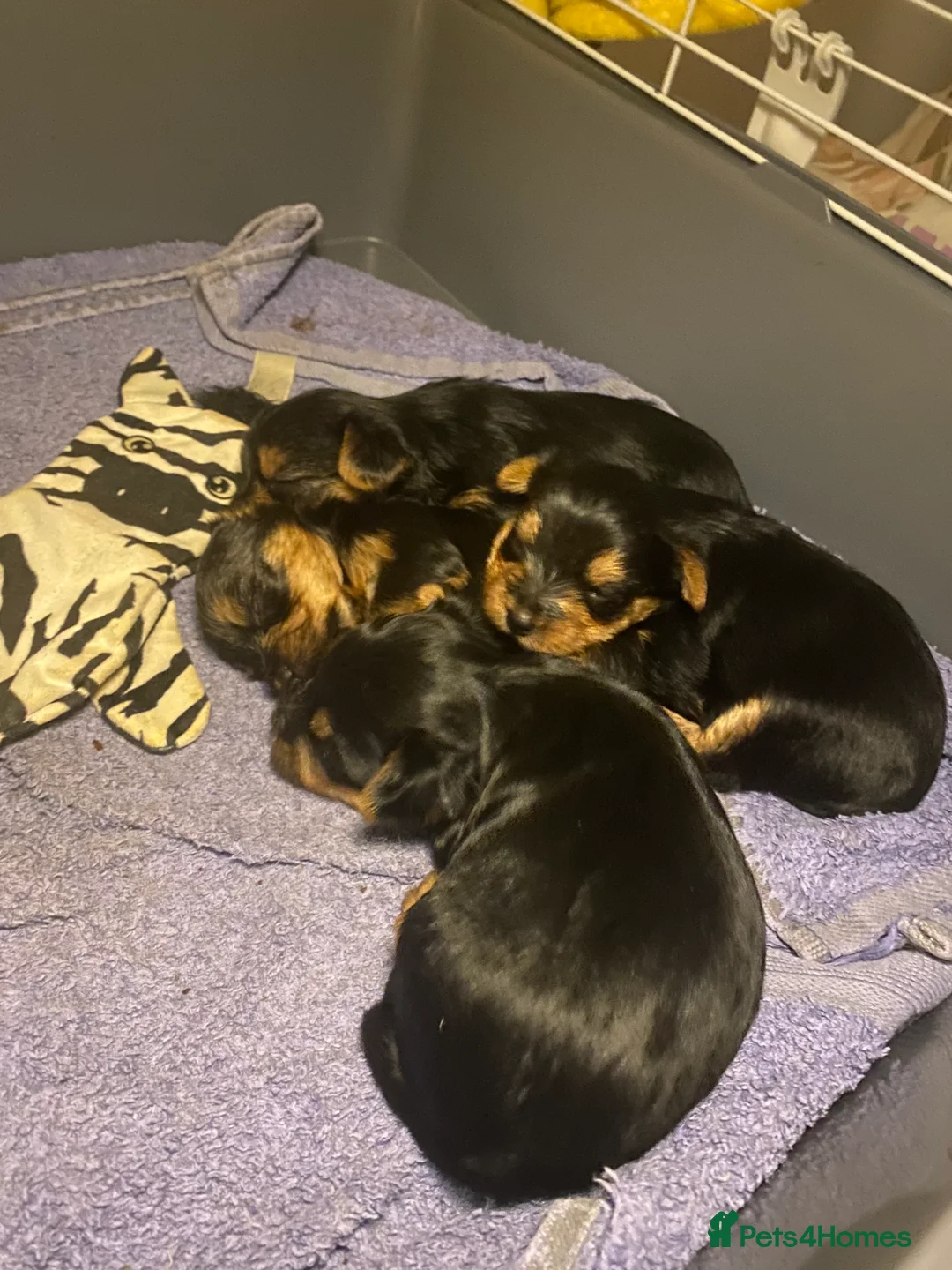 Yorkshire Terrier dogs for sale: 4 Stunning Minature Yorkshire terriers for sale  - Advert 9