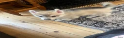 Siberian Husky dogs for sale: Male Siberian husky  - Advert 7