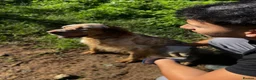 English Setter dogs for adoption: Selma in Brampton - Advert 3