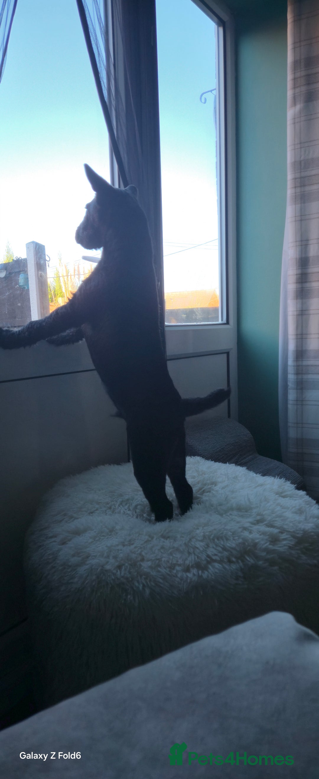 Patterdale Terrier dogs for sale: Patterdale Terrier  - Advert 1