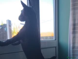 Patterdale Terrier dogs Patterdale Terrier - Advert 3