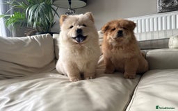 Chow Chow dogs for sale: Chow chow last 1 red female in picture  - Image 3