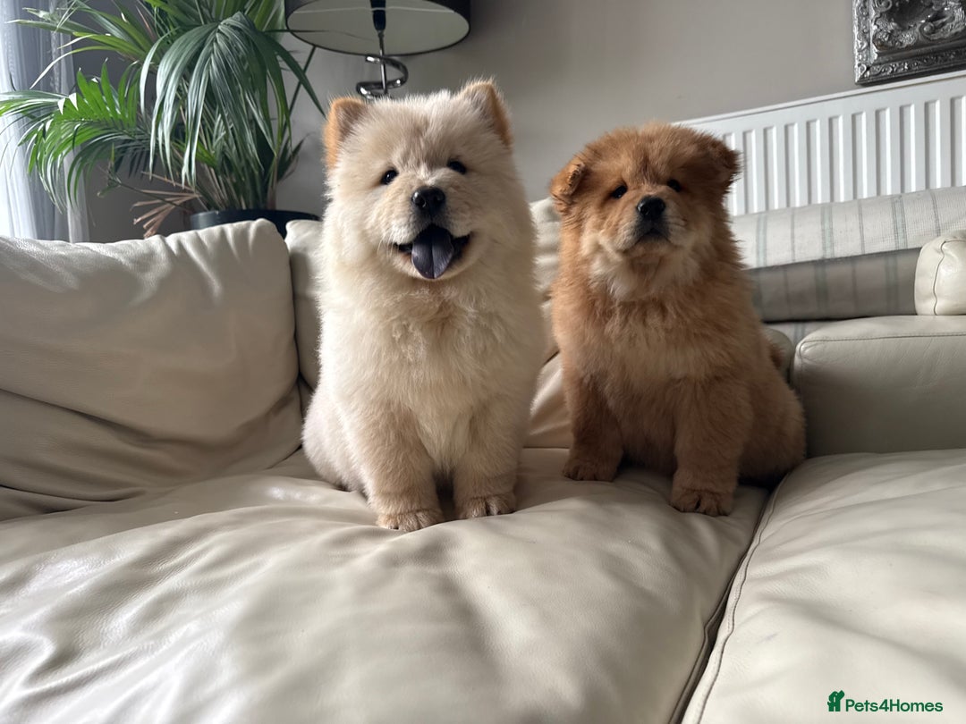 Chow Chow dogs for sale: Chow chow last 1 red female in picture  - Image 3