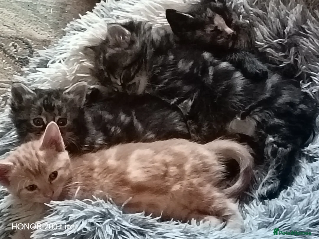 Mixed Breed cats for sale: Kittens for sale in Newcastle Emlyn - Advert 1