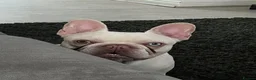 French Bulldog dogs for sale: Platinum Frenchie boy  in Prenton - Advert 6
