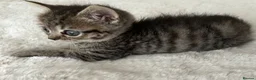 British Shorthair cats for sale: British short hair x exotic shorthair  - Advert 12