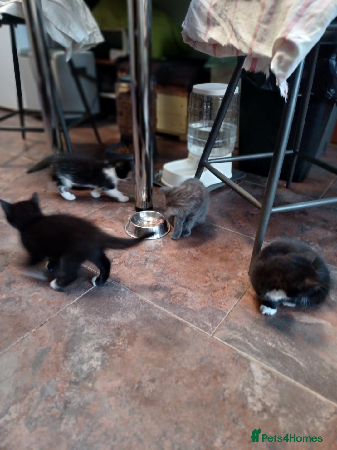 Mixed Breed cats for sale: Adorable cuddly kittens - Advert 2