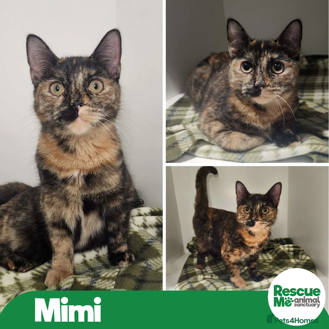 Mixed Breed cats for adoption: MAGICAL MIMI IS A TERRIFIC TORTIE  - Advert 1