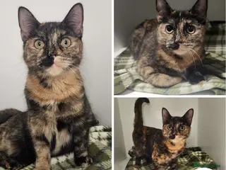 Mixed Breed cats MAGICAL MIMI IS A TERRIFIC TORTIE - Advert 3