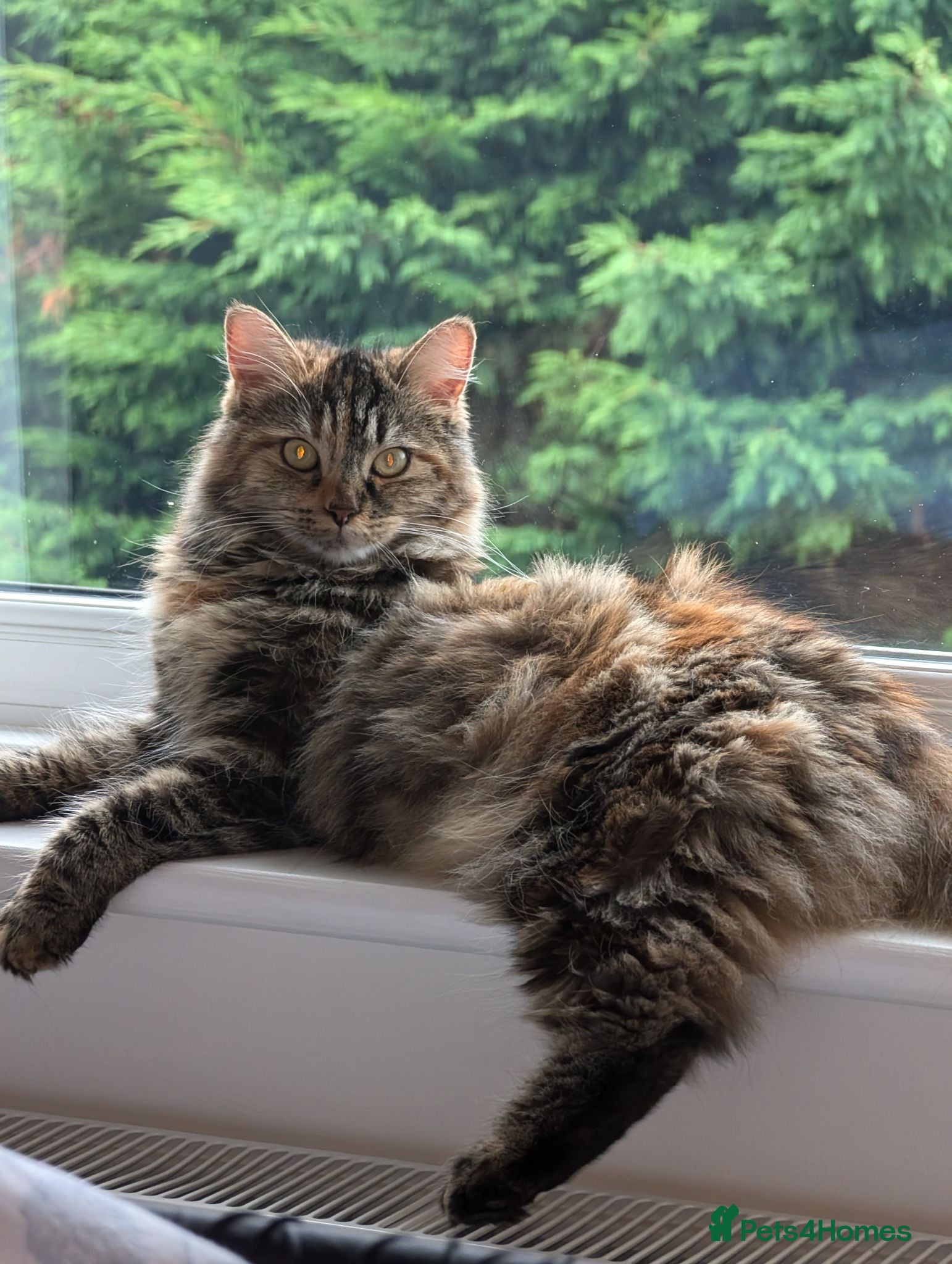 Siberian cats Hypoallergenic siberian shorthair kittens - Advert 2