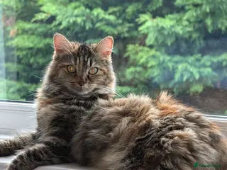 Siberian cats Hypoallergenic siberian long/shorthair kittens - Advert 4