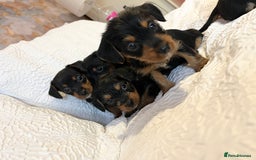 Mixed Breed dogs for sale: Adorable Dorkie puppies  - Image 13