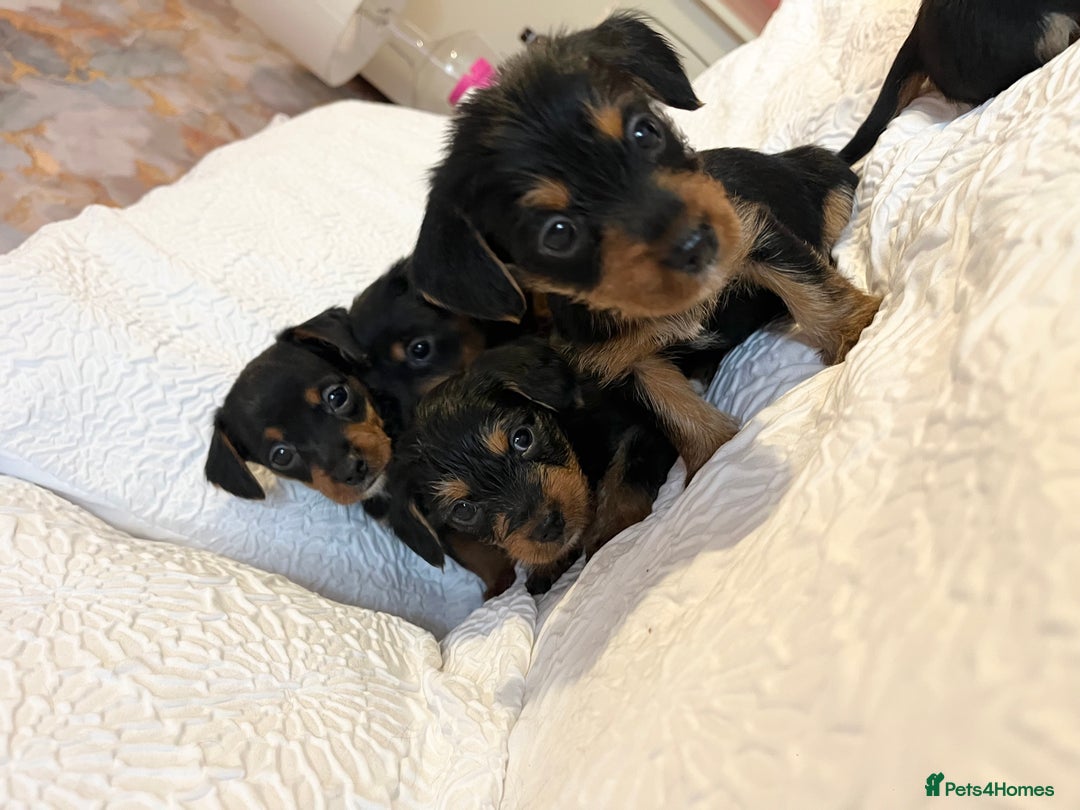 Mixed Breed dogs for sale: Adorable Dorkie puppies  - Image 13