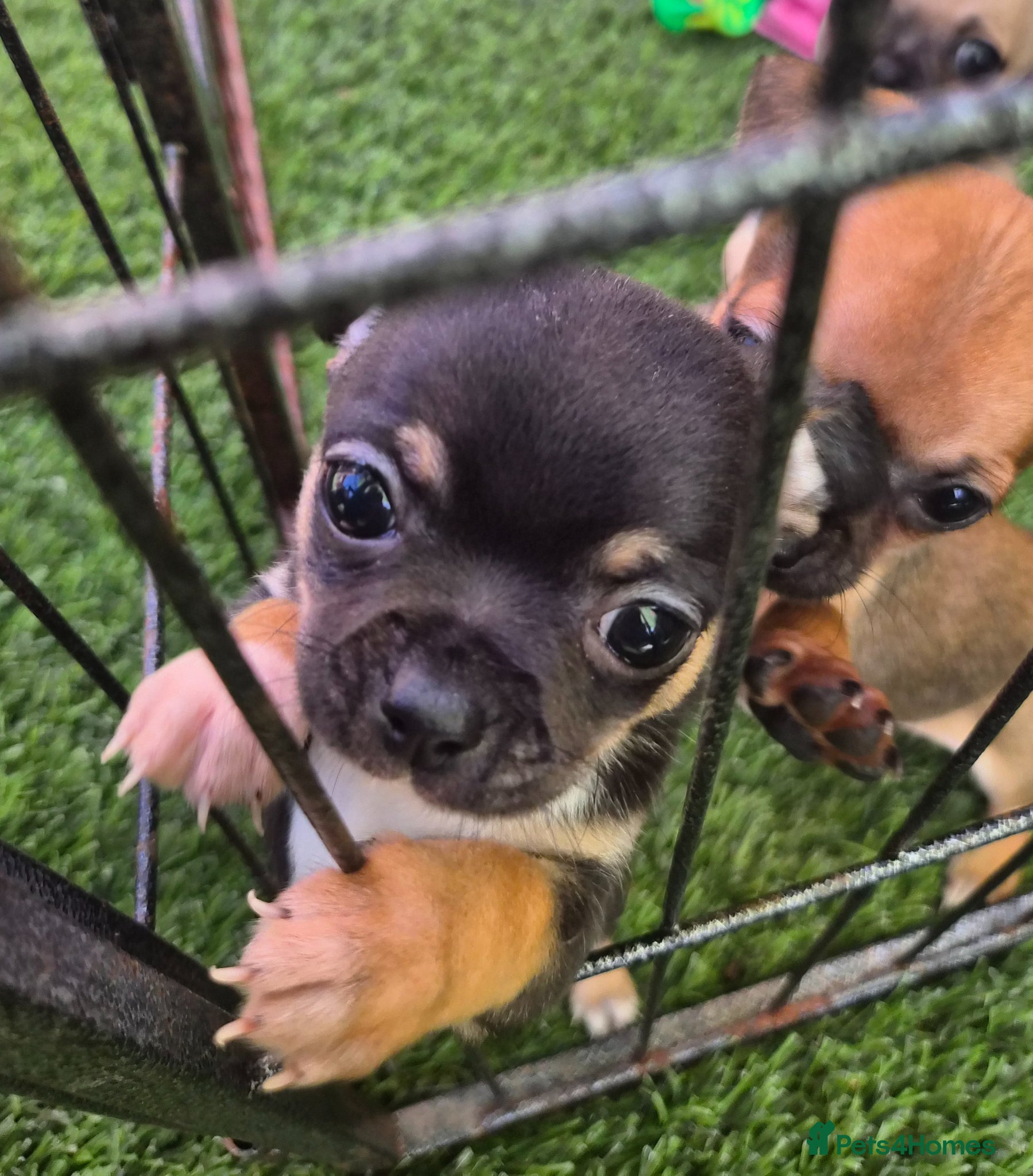 Chihuahua dogs 5 Gen KC Reg apple head chihuahuas  - Advert 19