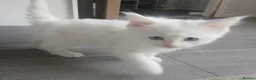 Turkish Angora cats for sale: Adorable fluffy kittens for sale - Advert 2