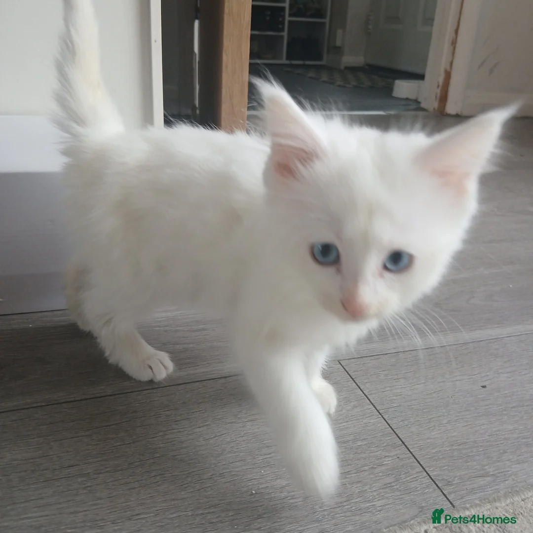 Turkish Angora cats for sale: Adorable fluffy kittens for sale - Advert 2