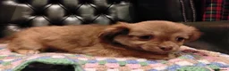 Chihuahua dogs for sale: Chihuahua Puppies for sale, Ready for loving homes - Advert 24