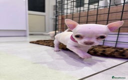 Chihuahua dogs for sale: 🐶 tiny chihuahua pups - Image 11