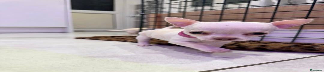 Chihuahua Puppy 4