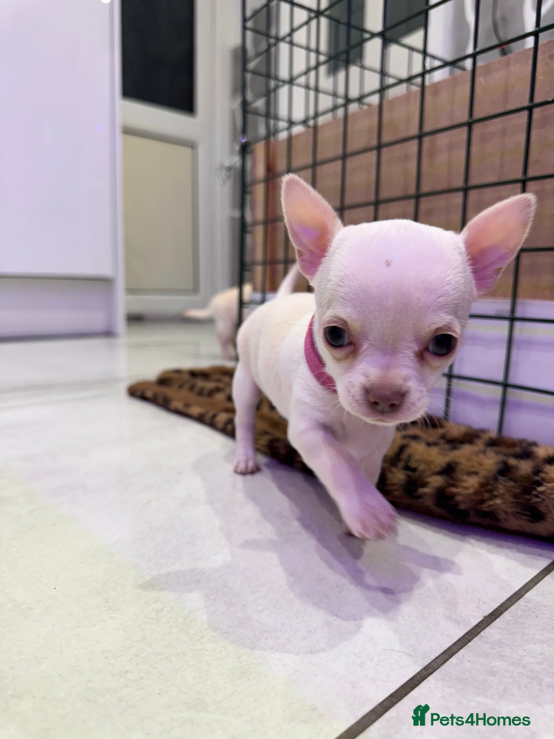 Chihuahua dogs for sale: 🐶 tiny chihuahua pups - Image 11