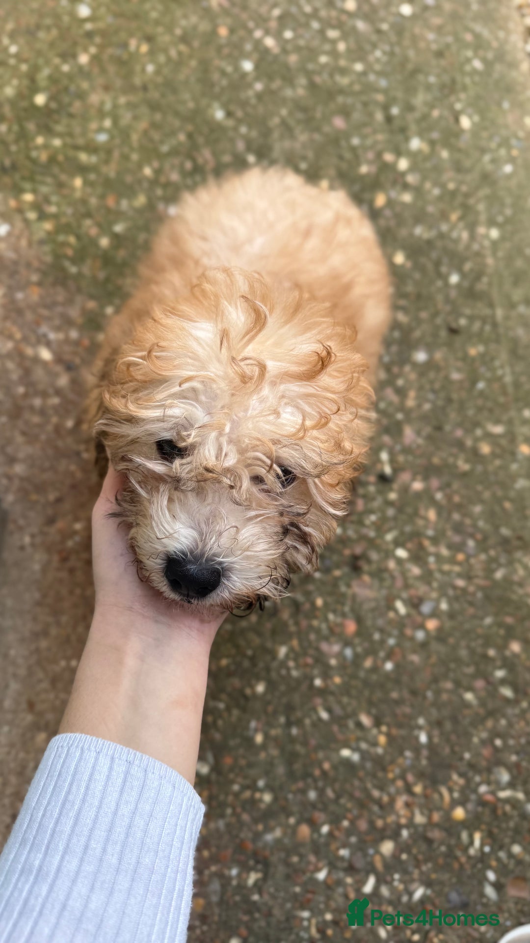 Bichon Frise dogs for sale: Bichon Havanais - Advert 1