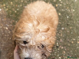 Bichon Frise dogs Bichon Havanais - Advert 1