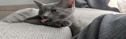 Mixed Breed cats for sale: Adorable Kittens Ready for Their Forever Homes! - Advert 8