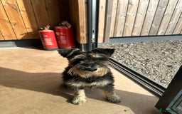 Mixed Breed dogs for sale: SNACKS - JACK RUSSELL x MINIATURE SCHNAUZER - Image 7