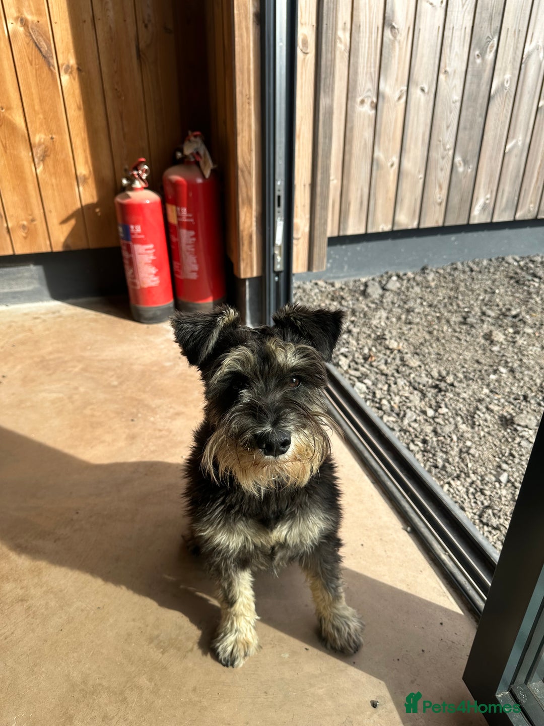 Mixed Breed dogs for sale: SNACKS - JACK RUSSELL x MINIATURE SCHNAUZER - Image 7