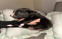 Mixed Breed dogs for sale: Olde English Bulldogge/Staffy bull Collie mix - Image 22