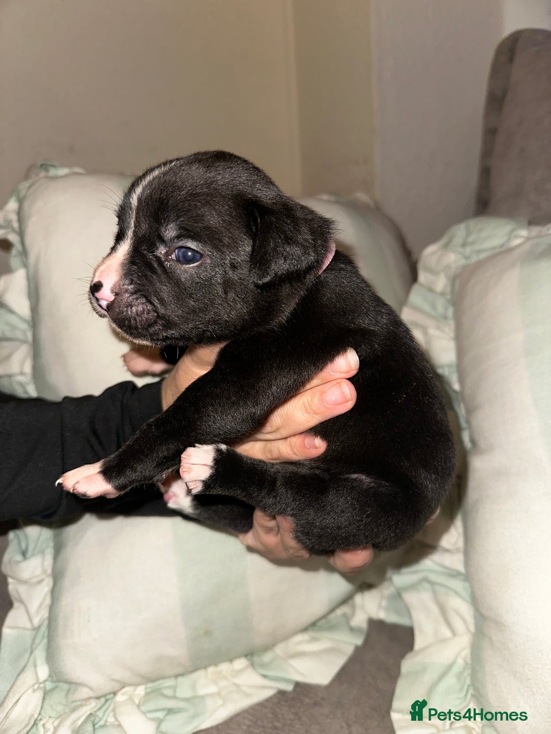 Mixed Breed dogs for sale: Olde English Bulldogge/Staffy bull Collie mix - Image 22