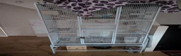 Cockatiels birds for sale: Bonded Cockatiels (Ozzy & Eva) + Complete Setup 🏡 - Advert 8